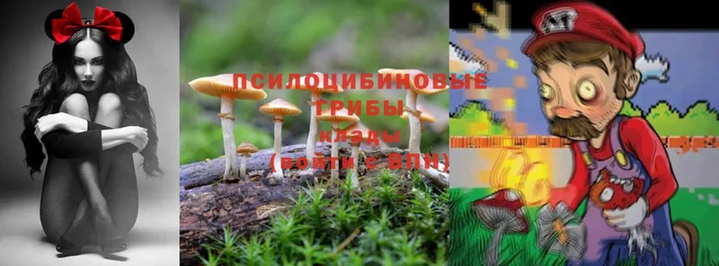 Псилоцибиновые грибы MAGIC MUSHROOMS  Кущёвская 